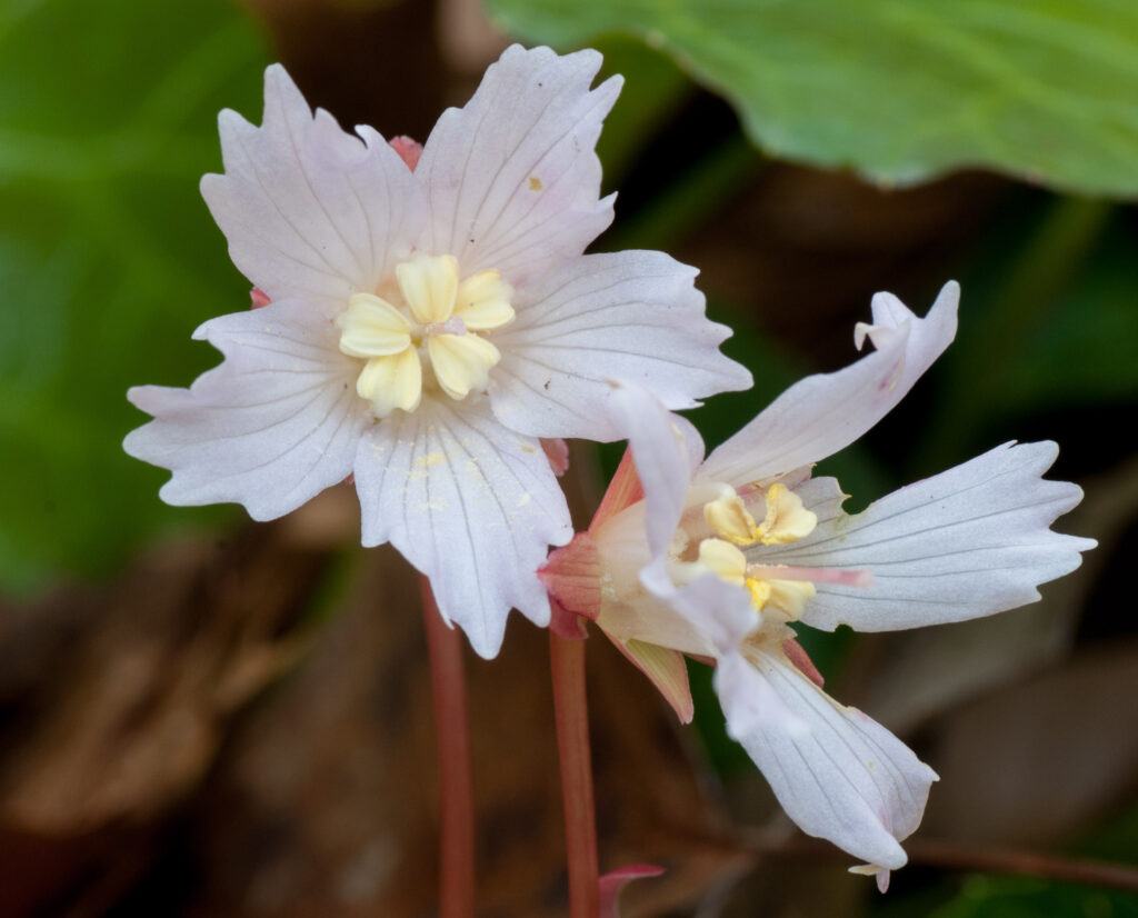 A close-up photograph of two Oconnee Bell flowers. The flowers are pinkish-white with five frilled outer petals, five yellow inner petals, and grow from a reddish stem.